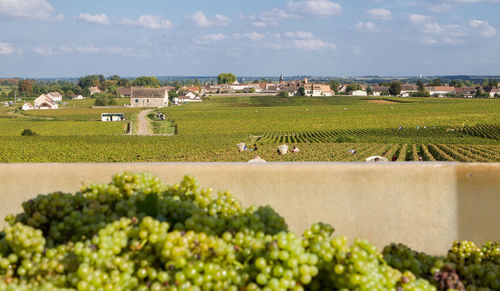 Scenic view of field and houses against sky