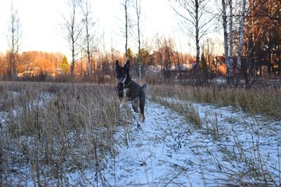 Dog on field during winter