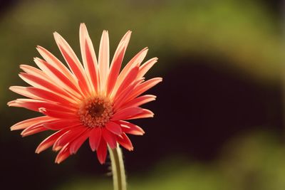 Close-up of red flower