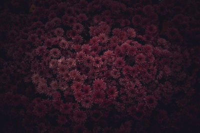 Full frame shot of pink flowering plant