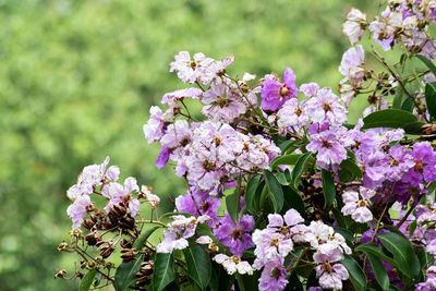 Close-up of pink flowering plant