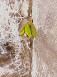 Close-up of leaf on tree trunk against wall