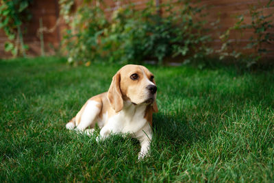 Dog looking away on field