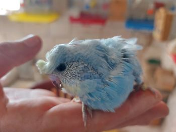 Close-up of hand holding bird