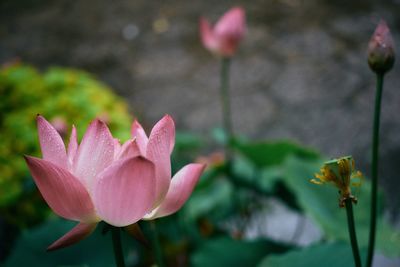 Close-up of pink rose