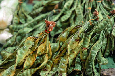 Close-up of plant