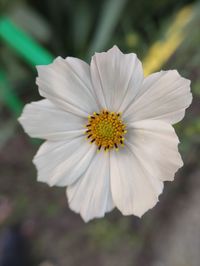 Close-up of white flower