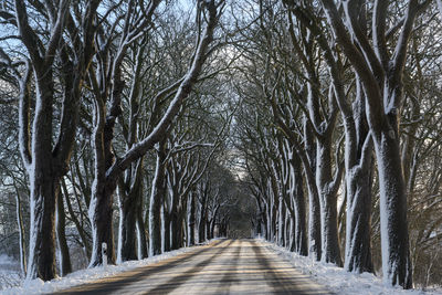 Empty road amidst bare trees in forest during winter