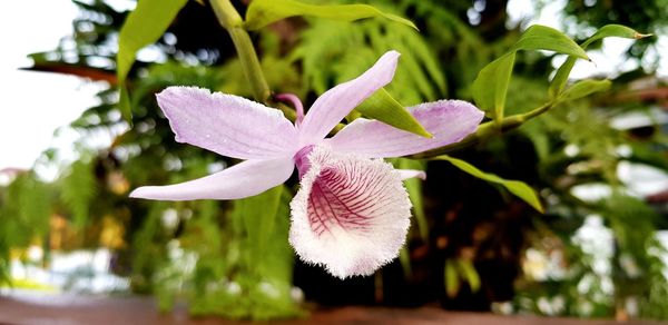 Close-up of pink flowering plant