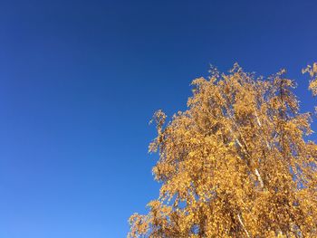 Low angle view of trees against blue sky