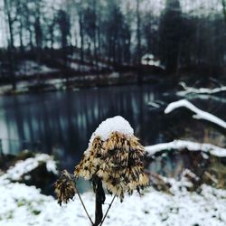 Close-up of wilted flower on snow covered field