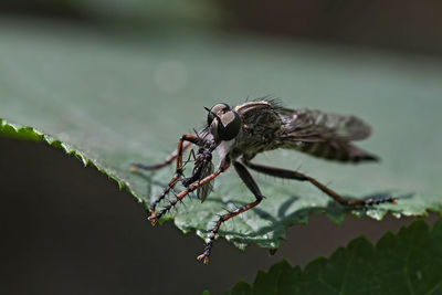 Close-up of spider on plant