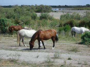 Horses grazing in the field