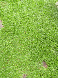 Full frame shot of grass on field