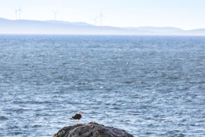 Seagull perching on rock against sea