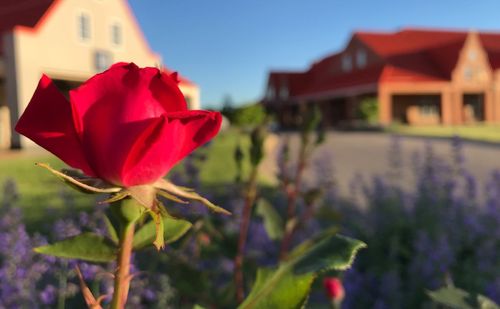 Close-up of red flowering plant