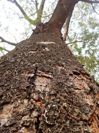 Low angle view of tree trunk