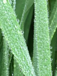 Close-up of water drops on leaf