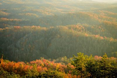 Scenic view of forest against sky