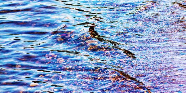 High angle view of insect on lake