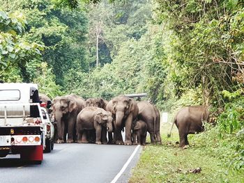 View of elephant on road amidst trees