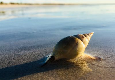 Close-up of shell on beach