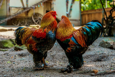 Two roosters in a farm