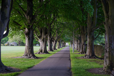 Road amidst trees in park