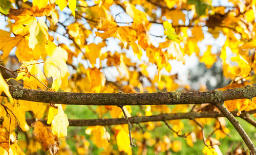 Close-up of yellow leaves on branch