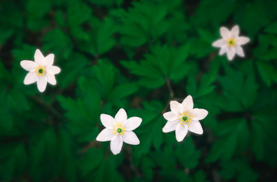 Close-up of white flowering plants