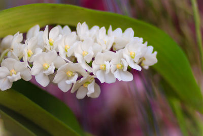 Close-up of white flowers blooming outdoors