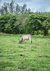 Sheep grazing on field