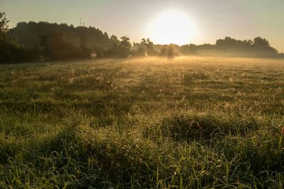 Scenic view of grassy field against sky