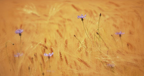 Close-up of purple flower blooming in field