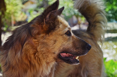 Close-up of a dog looking away