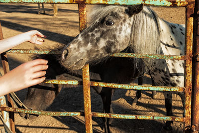 Person feeding a horse