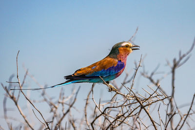 Bird perching on branch against sky