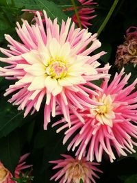 Close-up of pink flower