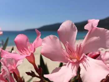 Close-up of pink flowers