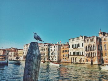 Seagull perching on wooden post in canal against clear sky