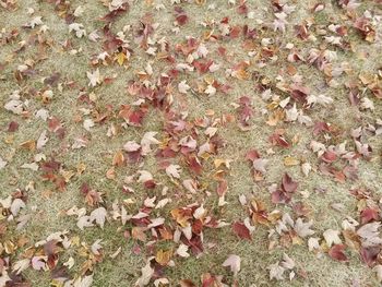 Autumn leaves on field