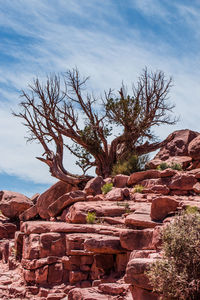 Stones and bare tree against sky