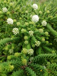 High angle view of flowering plants