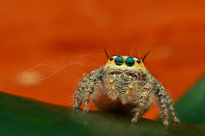 Close-up of spider