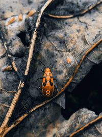 Close-up of ladybug on rock