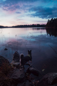 Dog looking at lake and cloud reflection at sunset