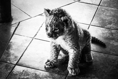 High angle view of dog on tiled floor