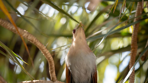 Low angle view of bird perching on tree