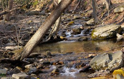 Stream flowing through forest