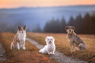 Portrait of dog